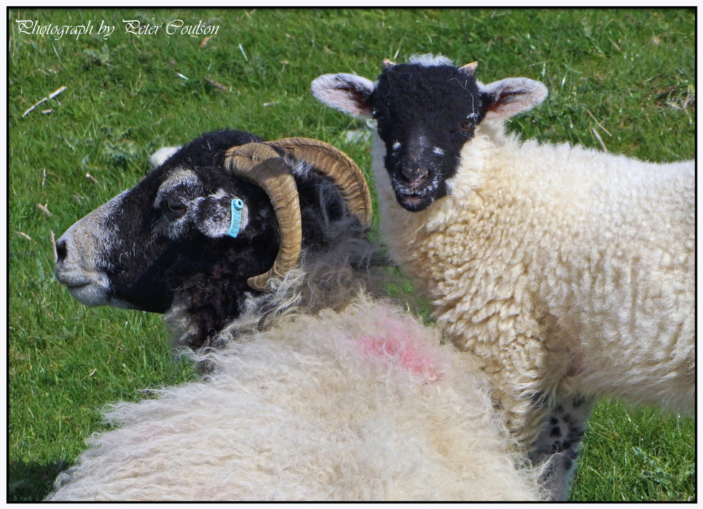 Local Sheep & Lamb by pcoulson