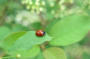 28th May 2014 - Lady bug don't fly away home!