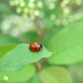 Lady bug don't fly away home! by fayefaye