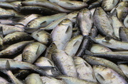 24th May 2014 - The Alewives are Running in Coastal Maine