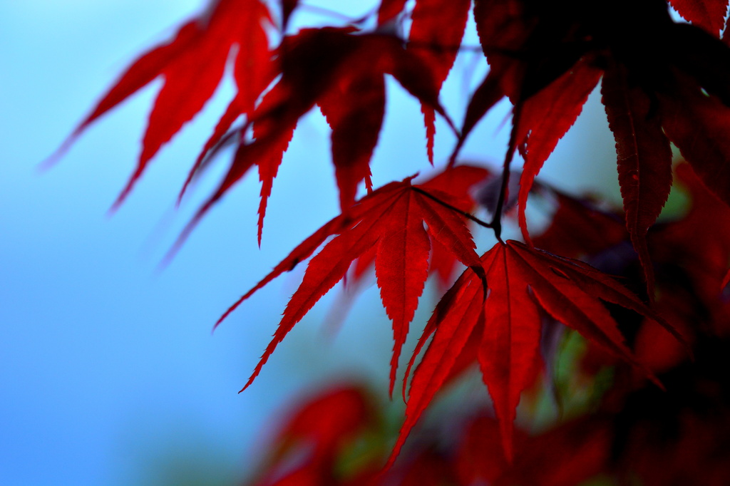 Leaves of Red by jayberg