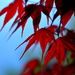 Leaves of Red by jayberg