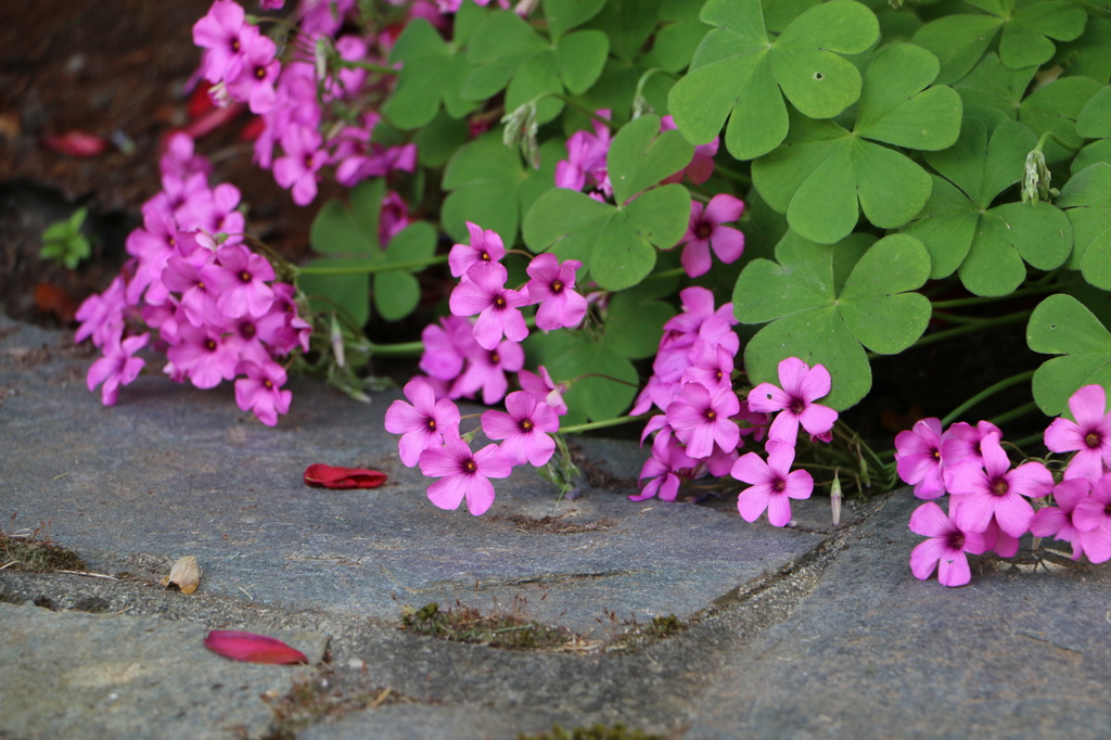 Garden Path by kimmer50