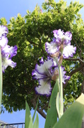 17th May 2014 - Towering Iris