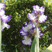 Towering Iris by kimmer50