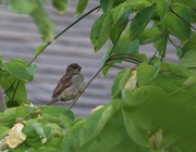 20th May 2014 - Baby Sparrow