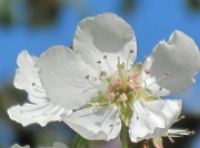 28th Jan 2010 - "Flowering Pear" blossom