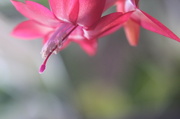 28th May 2014 - Christmas cactus in bloom