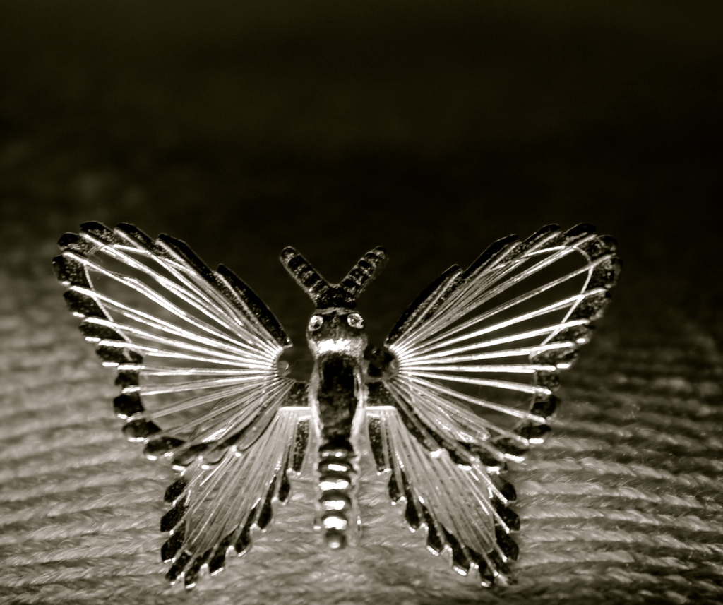 silver moth by randystreat