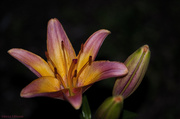 28th May 2014 - Lonely Lily