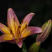 Lonely Lily by lstasel