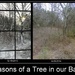 A year in the life of a tree..... by homeschoolmom