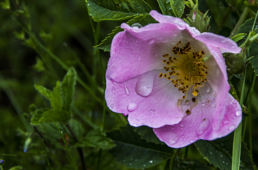 Rose in the rain by shepherdman