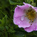 Rose in the rain by shepherdman