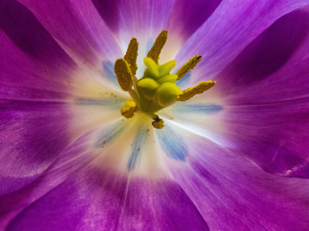 Tulip...the inside story by khrunner