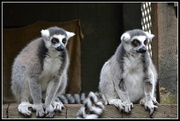 29th May 2014 - Lemurs .... Are you looking at me..??