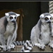 Lemurs .... Are you looking at me..?? by julzmaioro