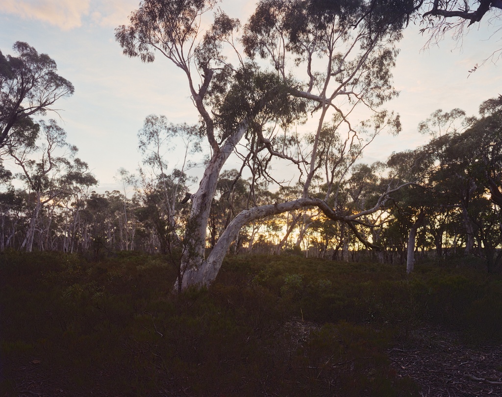 Snow gum at dawn by peterdegraaff