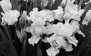 28th May 2014 - white irises