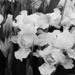 white irises by summerfield