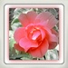 Rose  by beryl