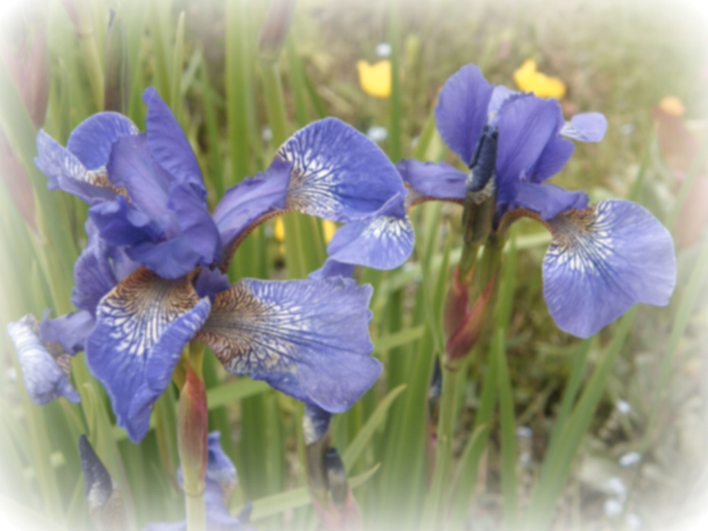 Irises  by beryl