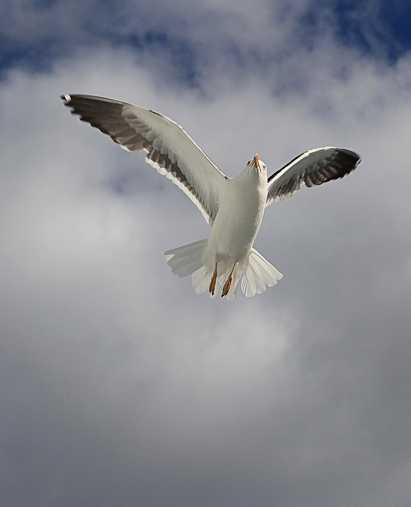 Soaring Seagull by gardencat