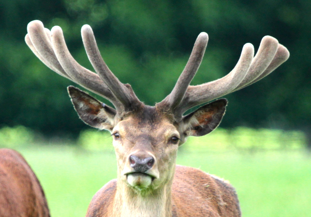 Deer at Woburn Abbey by padlock