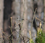 29th May 2014 - Kirtland's Warbler, a very rare bird