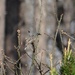 Kirtland's Warbler, a very rare bird by annepann
