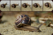 25th May 2014 - Snail's Morning Walk