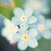 floral macro by walia