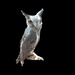 owl by la_photographic