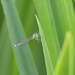 Blue-Tailed Damselfly by philhendry