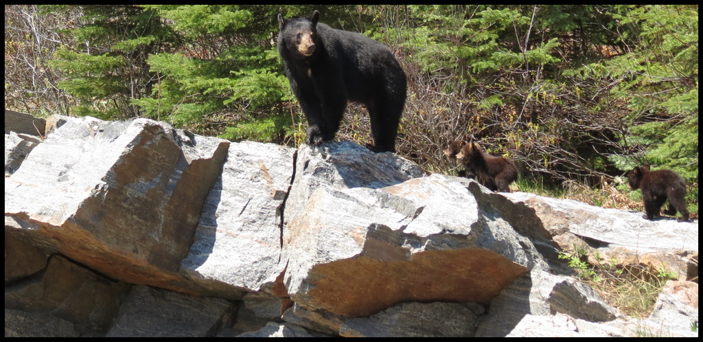 DANGER Mama bear and her 3 cubs! by radiogirl