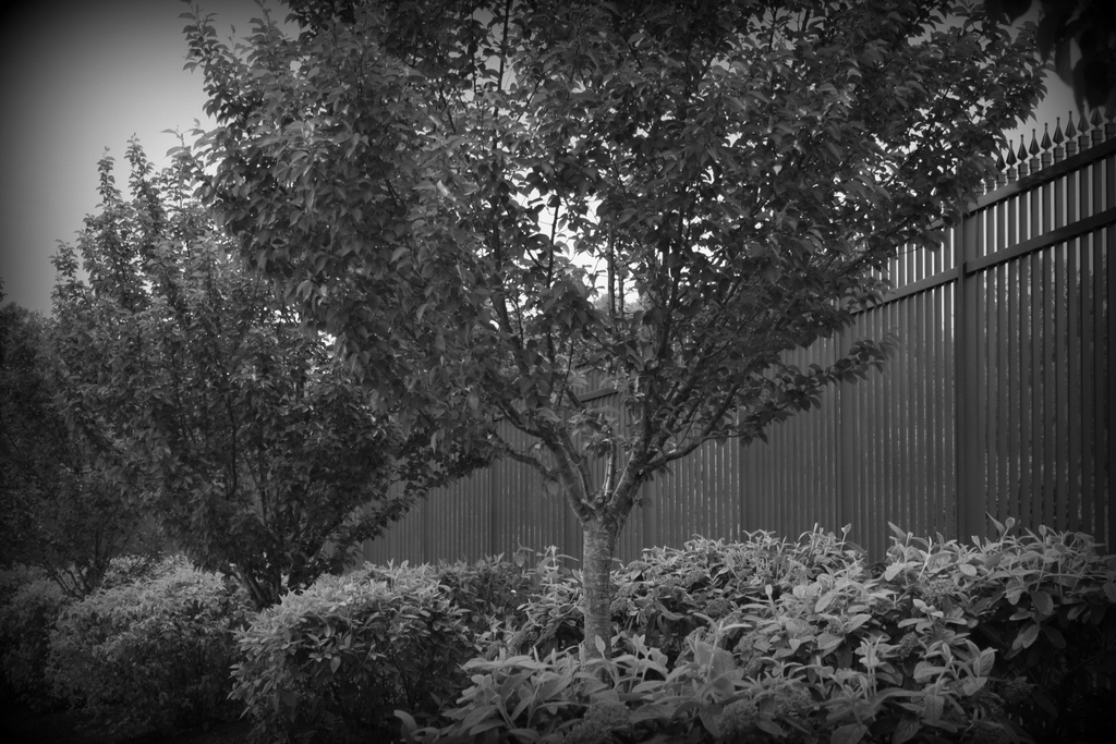 B&W trees and bushes by mittens