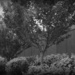 B&W trees and bushes by mittens