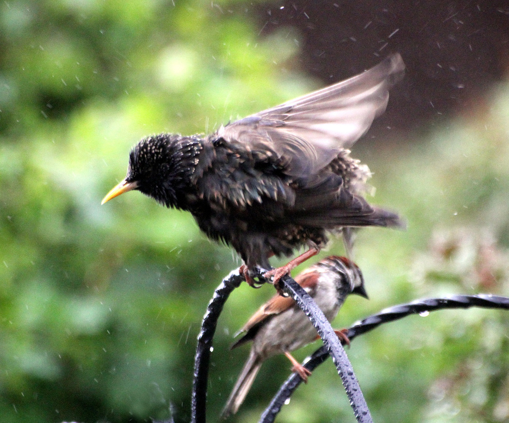 Shaking Starling by phil_howcroft