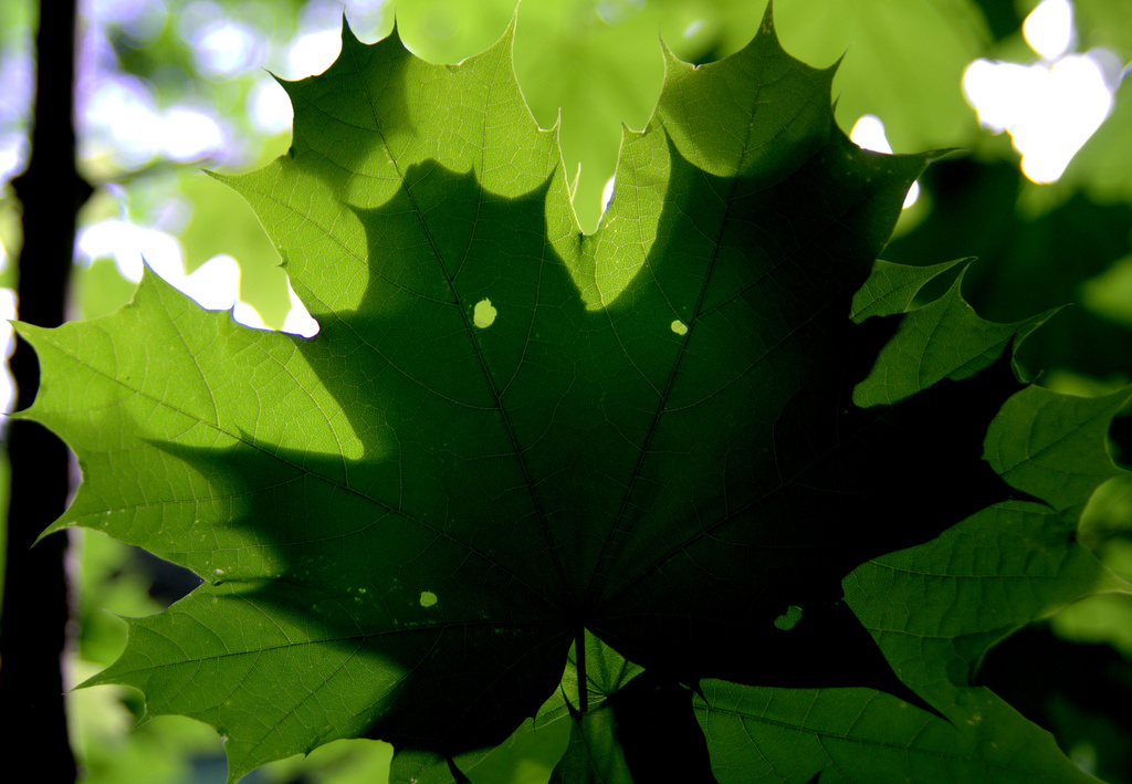 Day 149:  Leaves Shadowing Eachother by sheilalorson