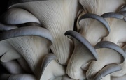 29th May 2014 - Grey dove oyster mushroom