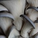 Grey dove oyster mushroom by loweygrace