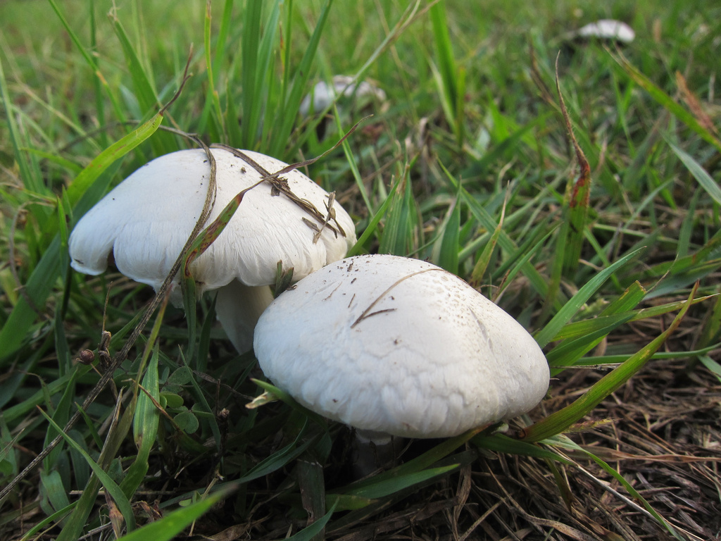Mushrooms in May by ingrid01