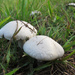 Mushrooms in May by ingrid01