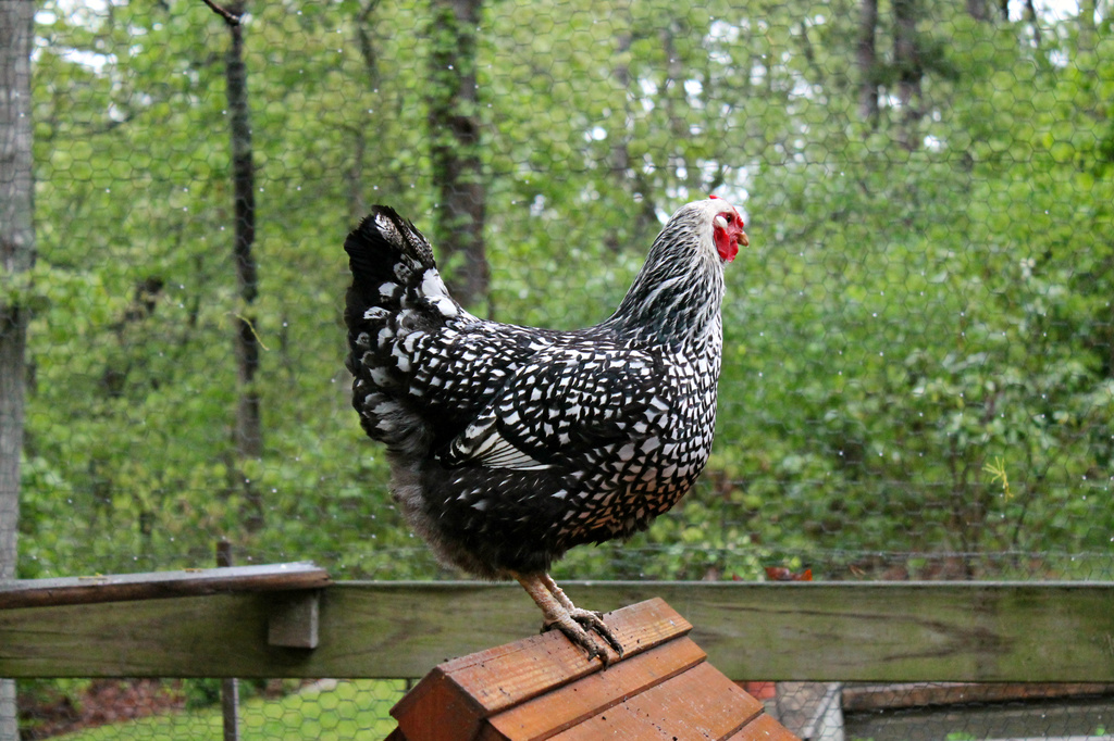 Guard Chicken by lauriehiggins