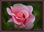 30th May 2014 - Rose... Pink for May..