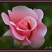 Rose... Pink for May.. by julzmaioro