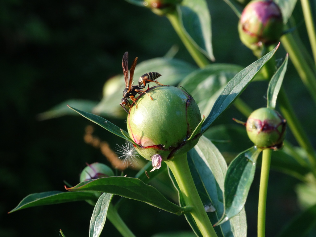 Paper Wasp and Peonies  by khawbecker