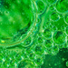 (Day 105) - Emerald Bubbles by cjphoto