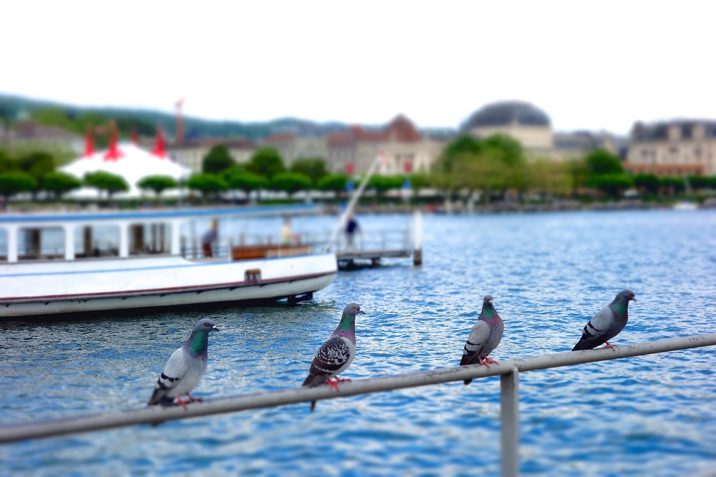 Four pigeons by cocobella
