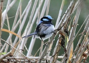 29th May 2014 - Blue wren in the reeds
